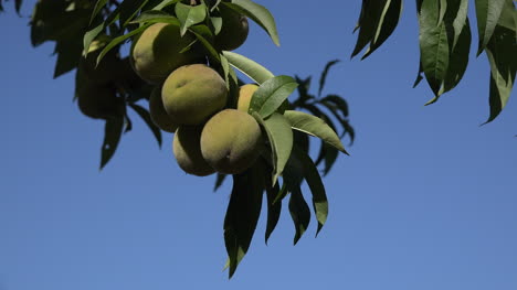 Chile-Peaches-And-Blue-Sky