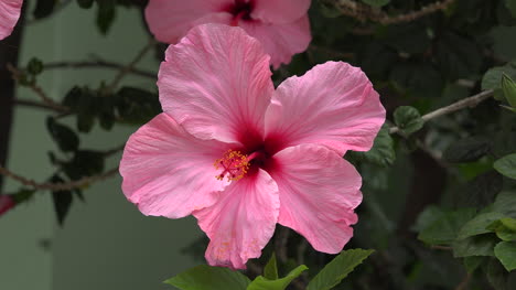 Chile-Pink-Hibiscus-Flower
