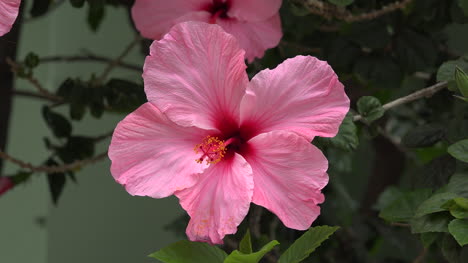 Chili-Rosa-Hibiskusblüte