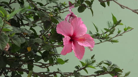 Hibisco-Rosado-De-Chile