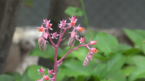 Chile-Pink-Succulent-Flower