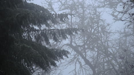 Oregon-Nature-Evergreen-And-Bare-Branches