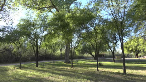 Texas-Big-Bend-Cottonwood-Bereich