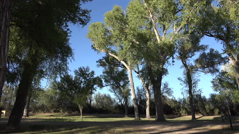 Texas-Big-Bend-Cottonwood-Leaves-Tilt-Up