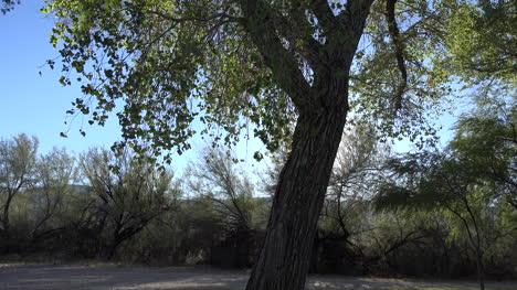 Texas-Big-Bend-Pappel-Zoom-Auf-Blätter