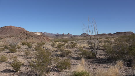 Texas-Big-Bend-Mulas-Orejas-En-Distancia-Con-Ocotillo