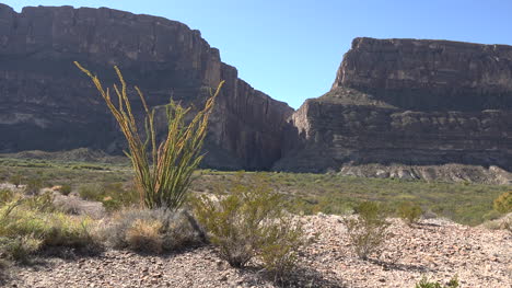 Texas-Big-Bend-Santa-Elena-Canyon-And-Ocotillo-In-Sun