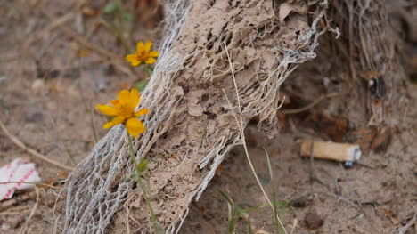 Texas-Big-Bend-Flower-And-Wood