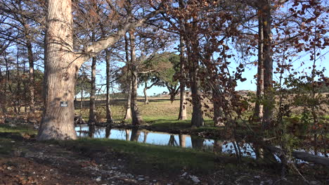 Texas-Hill-Country-Stream-With-Oak-Tree-On-Bank