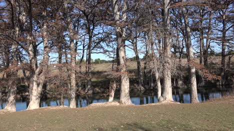 Ciprés-Del-Río-Medina-De-Texas-En-Los-Bancos