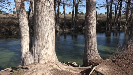 Texas-Medina-River-Cypress-Trees-Standing-On-Banks