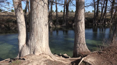 Texas-Medina-River-Zypressen-Stehen-Am-Ufer