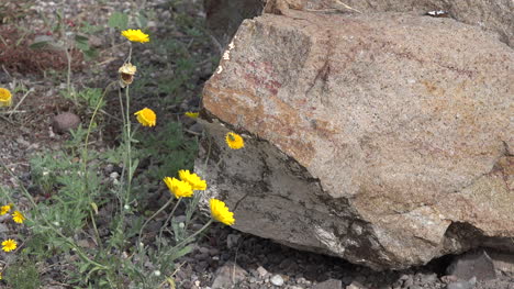 Flores-amarillas-de-Texas-y-roca