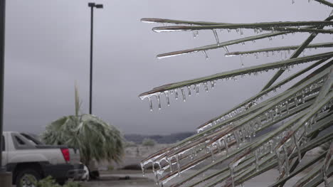 Texas-Zoomt-Auf-Eiszapfen-Auf-Yucca-Zoom-In