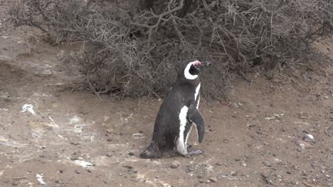 Argentinien-Pinguin-Steht-Auf,-Zoomt-Hinein
