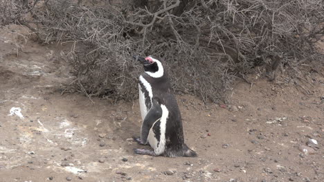 Falklands-Zoomt-Auf-Einen-Stehenden-Pinguin