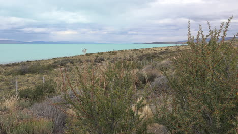 Argentinien-Argentino-See-Und-Calafate-Sträucher