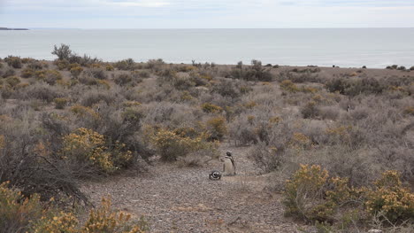 Argentinien-Punta-Tombo-Mit-Meerblick-Und-Pinguinen