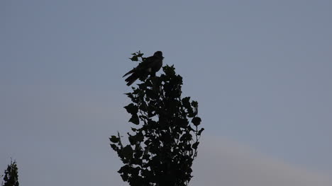 Pájaro-Argentino-En-árbol-Vuela