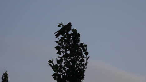 Argentinien-Vogel-Auf-Baum-Fliegt-Weg