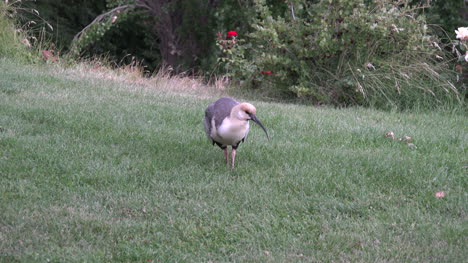 Argentinien-Ibis-Fütterung-Zoomt-Rein