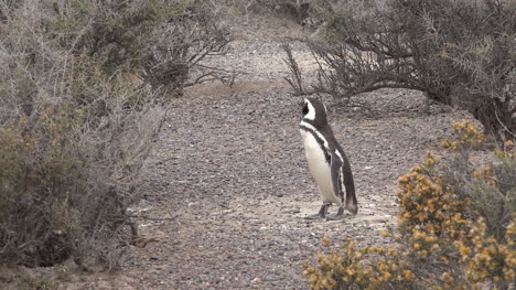 Argentinien-Pinguin-Bei-Punta-Tombo