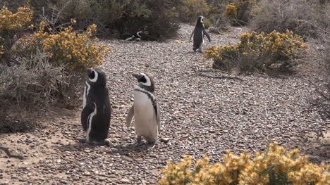 Argentinien-Zwei-Pinguine-Stehen-Und-Ein-Anderer-Geht-Weg