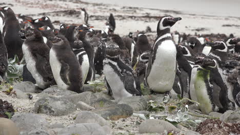Malvinas-Pingüinos-Gentoo-De-Pie-Alrededor