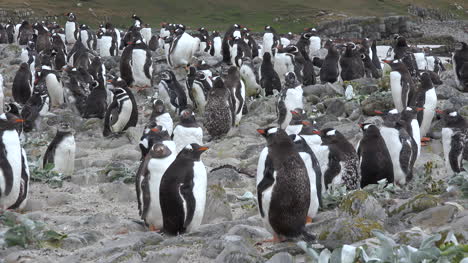 Falklands-Schwarz-weiße-Eselspinguine