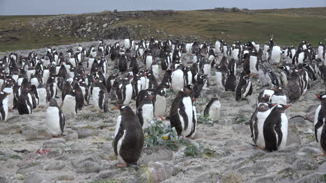 Falkland-Masse-Von-Eselspinguinen
