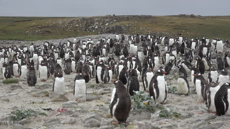Falklands-Zoomt-Auf-Eine-Gruppe-Von-Pinguinen
