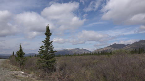 Alaska-Denali-Park-Spruce-Trees-And-Clouds