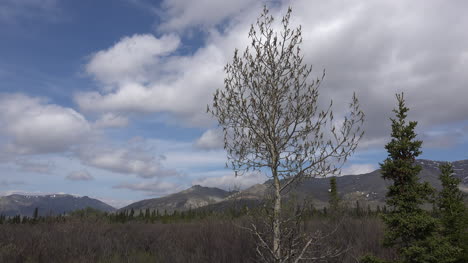 Alaska-Denali-Park-Frühlingsbaum-Zoomt-Rein