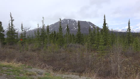 Alaska-Denali-Park-Fichten-Und-Berg
