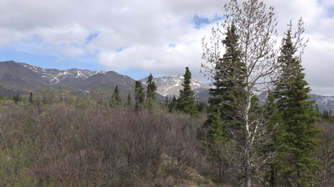 Alaska-Denali-Park-View-With-Spruce