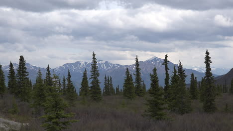 Alaska-Denali-Spruce-Trees-And-Clouds