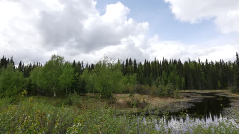 Alaska-Spruce-Forest-Pond-Y-Nubes-Lapso-De-Tiempo