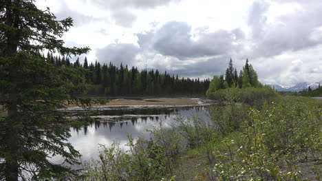 Alaska-Beaver-Pond-And-Spruce-Forest