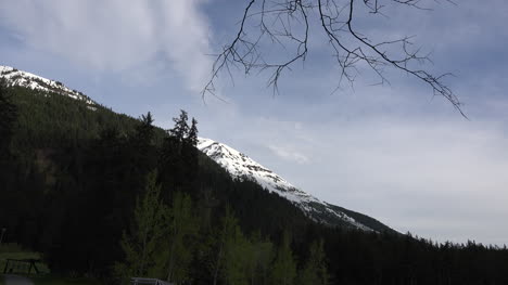Alaska-Dead-Branch-And-Mountain