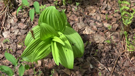 Piso-Del-Bosque-De-Alaska-Con-Planta-Verde