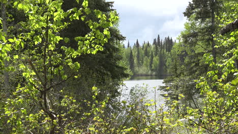 Lago-Alaska-A-Través-De-árboles-De-Primavera