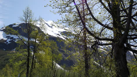 Alaska-árbol-Grande-Y-Montaña