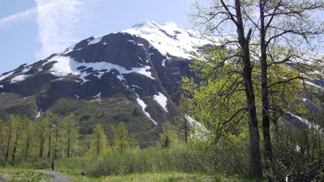 Alaska-Berg-Mit-Jungen-Blättern