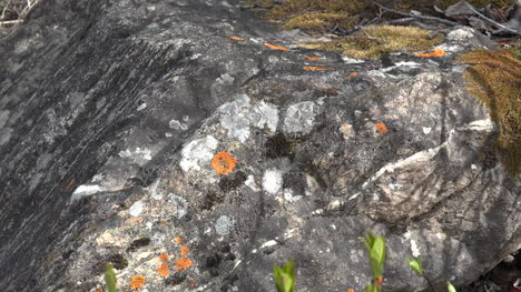 Alaska-Orange-Flechten-Auf-Felsen-Zoomen-Rock