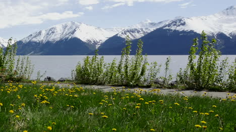 Alaska-Pan-Of-Mountains-With-Dandelions