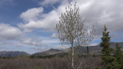 Alaska-Frühlingsbaum-Im-Denali-Park