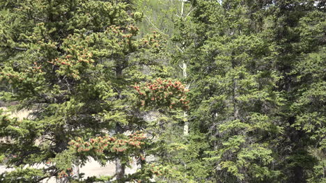 Alaska-Spruce-Tree-Detail-Zoom-In