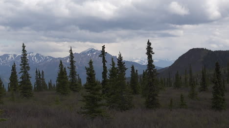 Alaska-Spruce-Trees-And-Mountains-Pan