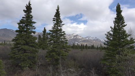 Alaska-Spruce-Trees-Frame-Mountain-View