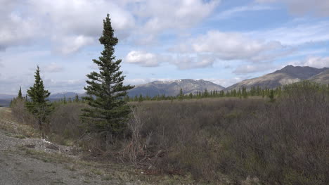 Alaska-Fichten-In-Denali-Landschaft-Zoom
